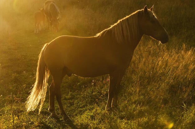 cavalo mágico