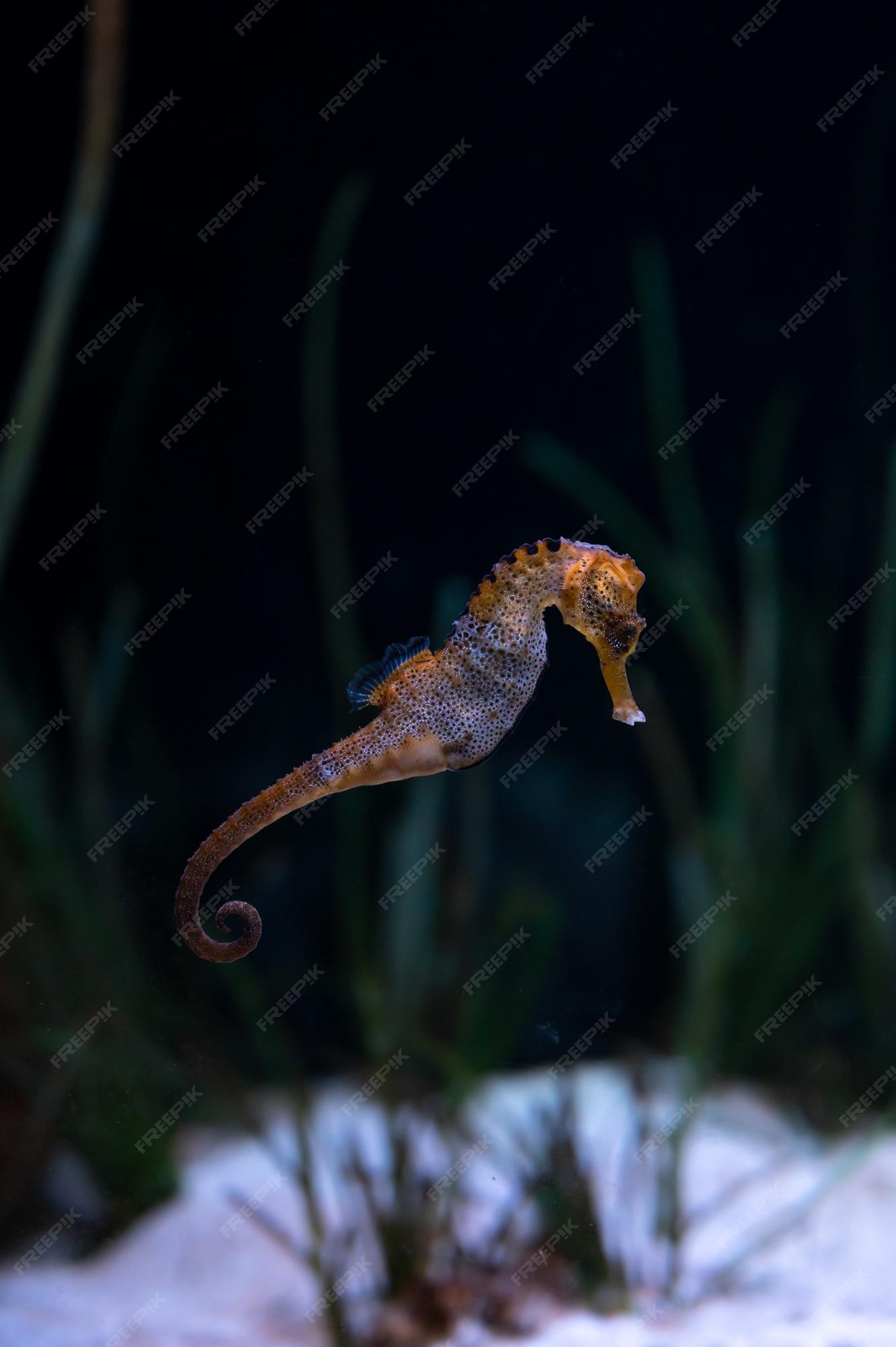 File:Cavalo Marinho (Hippocampus) - Aquário de São Paulo - panoramio.jpg -  Wikimedia Commons