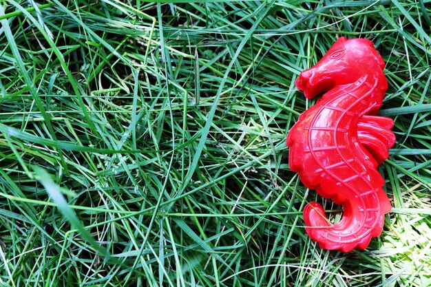 Foto cavalo-marinho vermelho na grama de fundo verde com brinquedos infantis