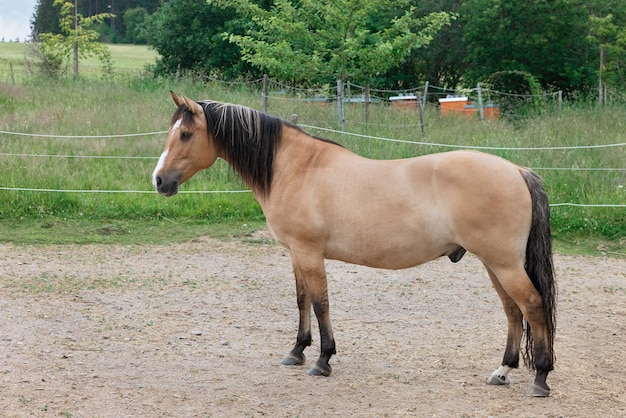 Cavalo marrom com crina preta