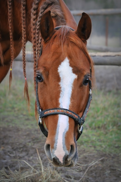 Cavalo marrom com tranças juba olhando, retrato de cabeça