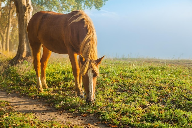 Cavalo marrom comendo grama no nascer do sol.