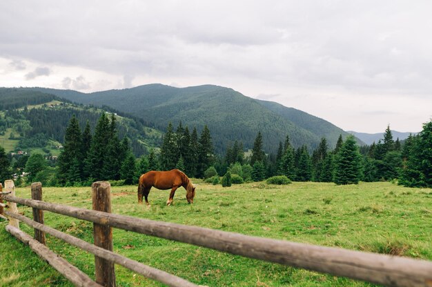 Cavalo marrom doméstico pasta em um prado verde em um fundo de paisagem montanhosa com floresta