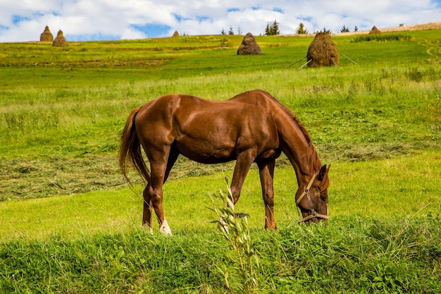 Cavalo marrom em uma clareira come grama em um fundo de montanhas e céu azul Animais de estimação do campo
