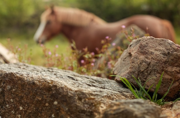 cavalo marrom em uma fazenda