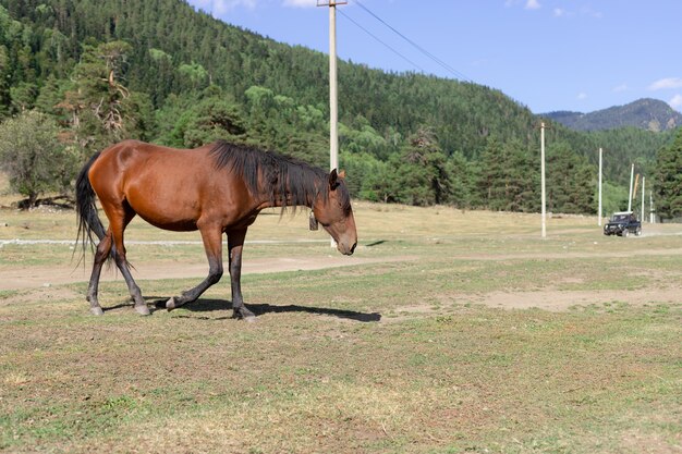 Cavalo marrom em uma pastagem em um vale de montanha