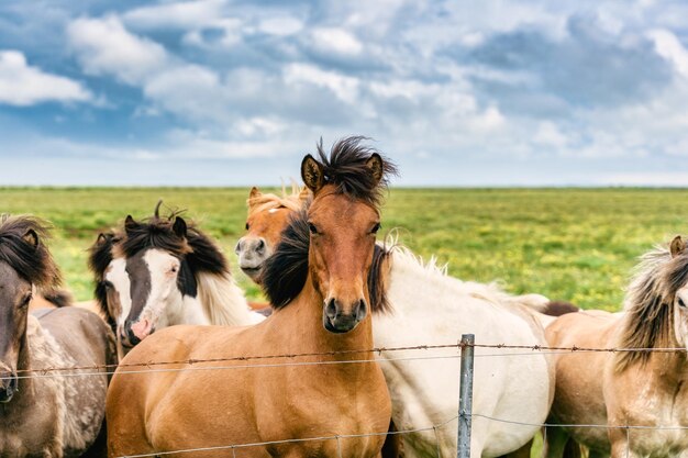 Cavalo marrom islandês em pé entre o rebanho em campo em terras agrícolas no verão