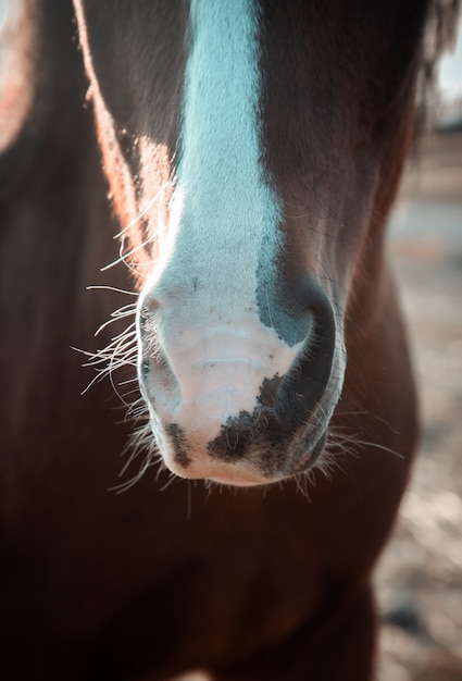 cavalo marrom nariz despojado branco