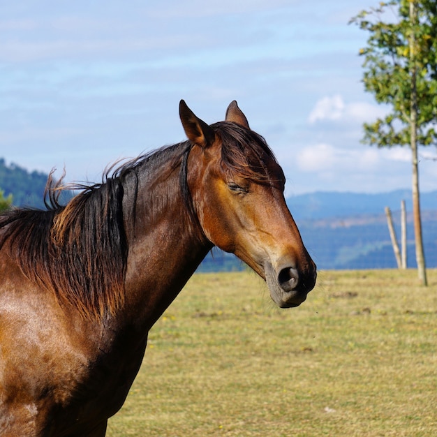 cavalo marrom no campo, lindo cavalo na natureza