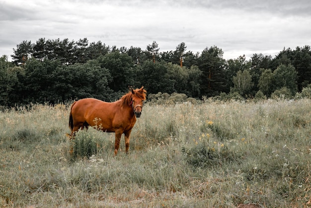 Cavalo marrom no espaço de cópia de campo verde