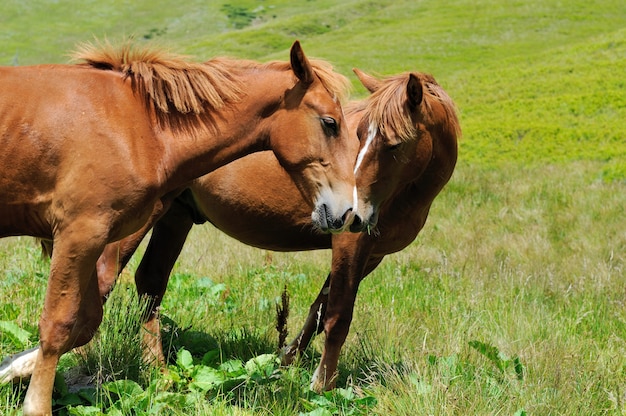 Cavalo marrom no pasto na montanha. Dia de verão