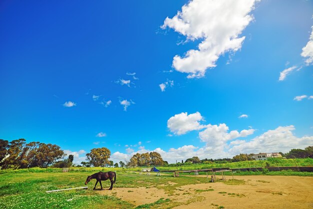 Cavalo marrom pastando em um campo verde