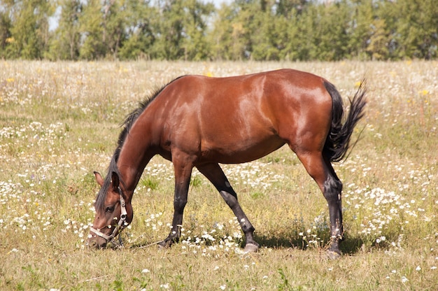 Cavalo marrom pastando em um prado.