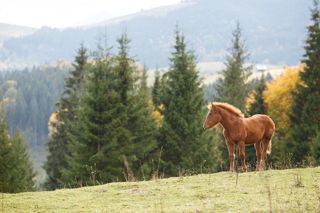 Cavalo marrom pastando no gramado em um fundo de montanhas