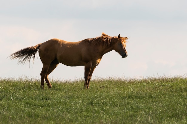 Cavalo marrom pastando no pasto durante o dia