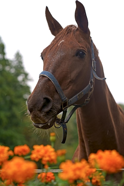 Cavalo à Frente De Uma árvore Foto de Stock - Imagem de marrom, cavalo:  179065984