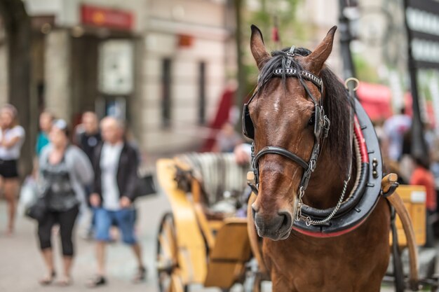 Cavalo marrom puxando uma carruagem fica em uma rua movimentada com turistas durante a temporada de verão.