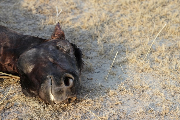 cavalo morto em terra seca