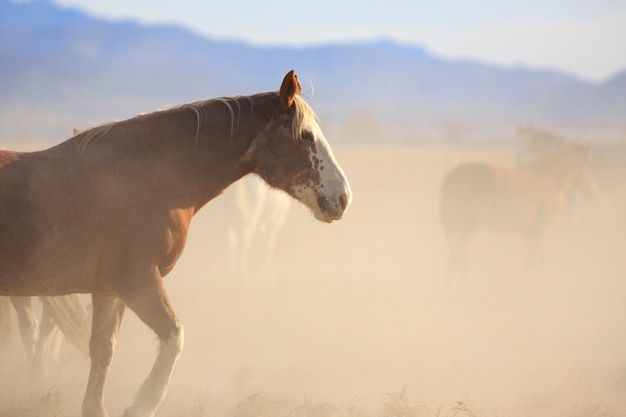 Foto cavalo mustang no rebanho empoeirado