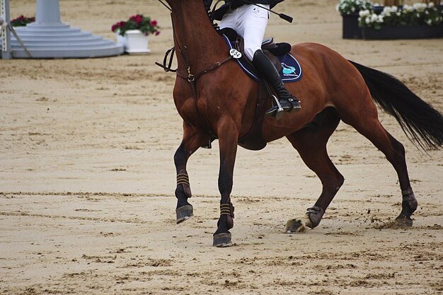 Foto cavalo na areia