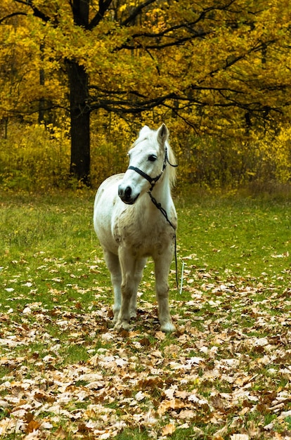 Cara Pequena Do Cavalo Na Frente De Uma Floresta Do Pinho No Inverno Imagem  de Stock - Imagem de floresta, frente: 49381965