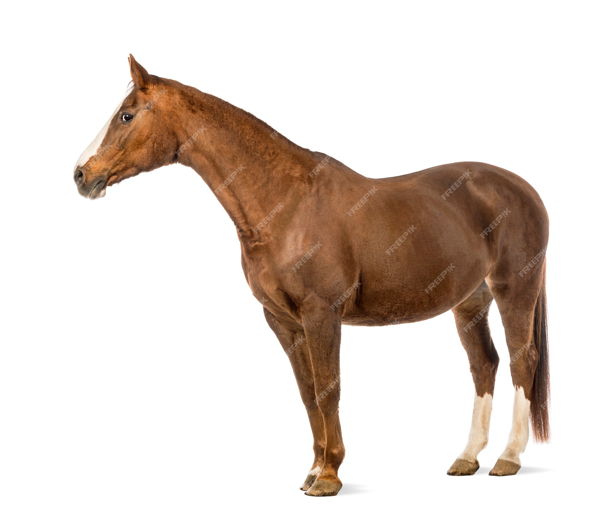 Cavalo Frente Imagens – Download Grátis no Freepik