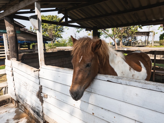 Cavalo na gaiola no zoológico