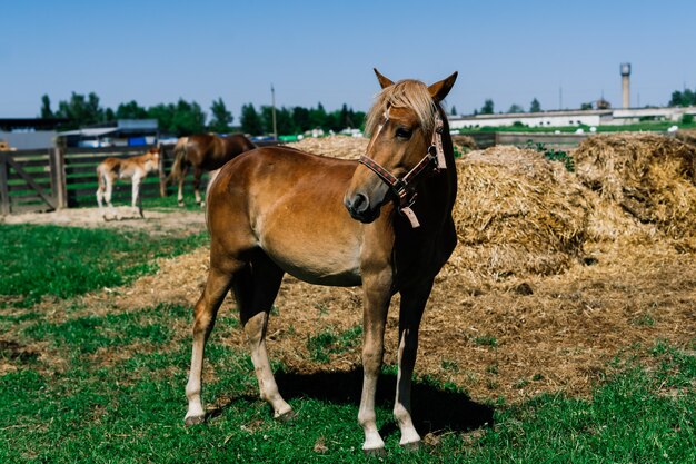 Cavalo na natureza e na fazenda. retrato de um cavalo castanho