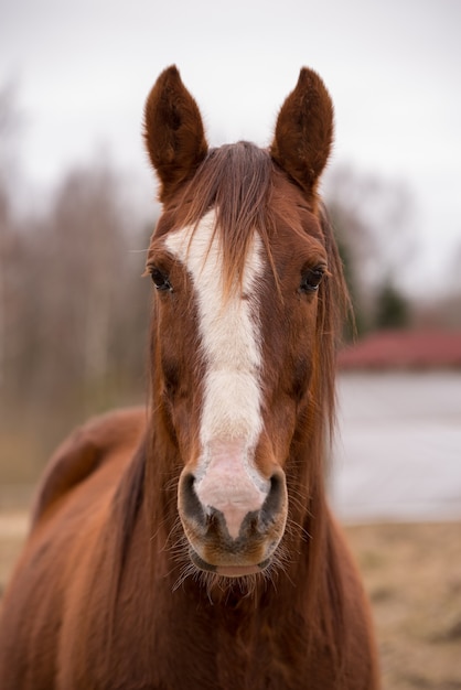 Foto cavalo na natureza. retrato de um cavalo, cavalo castanho