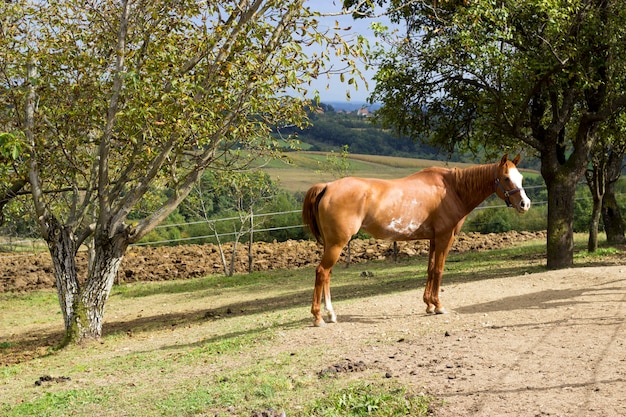 Cavalo na natureza. Retrato, de, um, cavalo, cavalo marrom