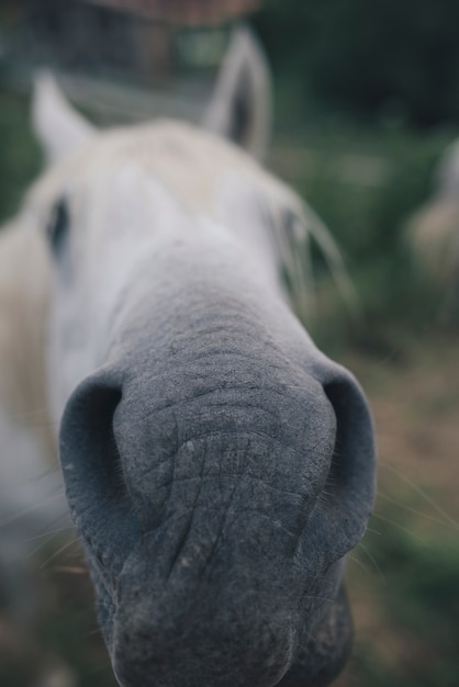 Cavalo na natureza. retrato de um cavalo