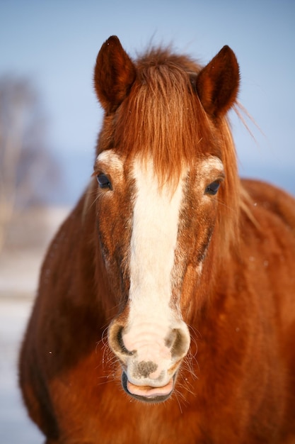 Cavalo na neve em um dia frio de inverno