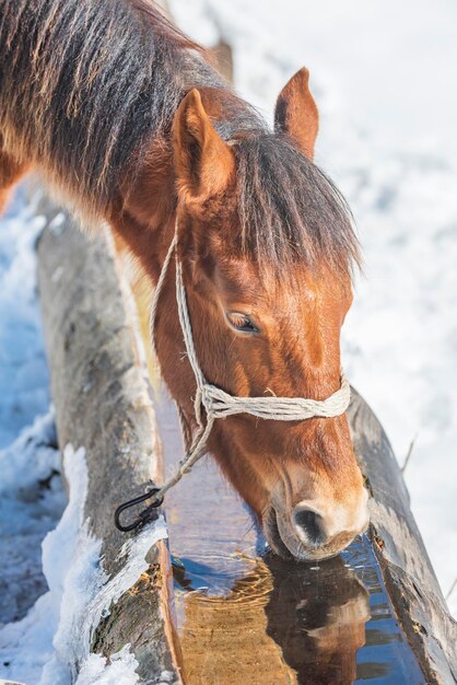 Foto cavalo na neve.