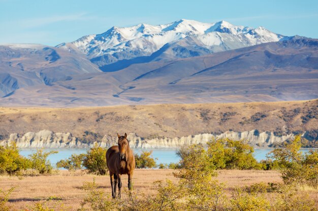 Cavalo na pastagem nas montanhas, Nova Zelândia