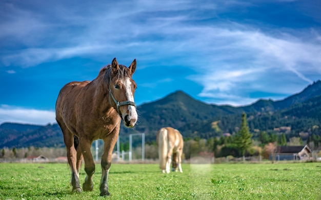 Cavalo na pastagem