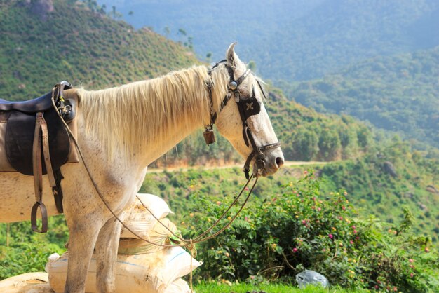 Cavalo nas montanhas