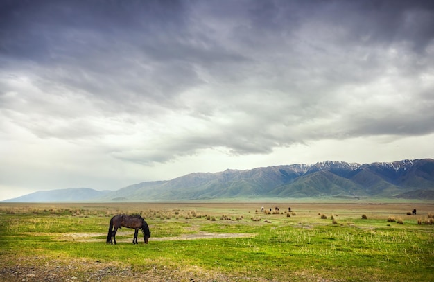 Cavalo nas montanhas