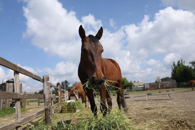 Cavalo no campo comendo grama perto da cerca