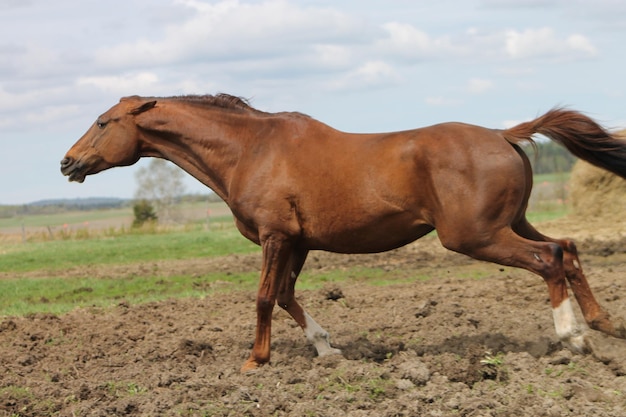 Cavalo no campo contra o céu