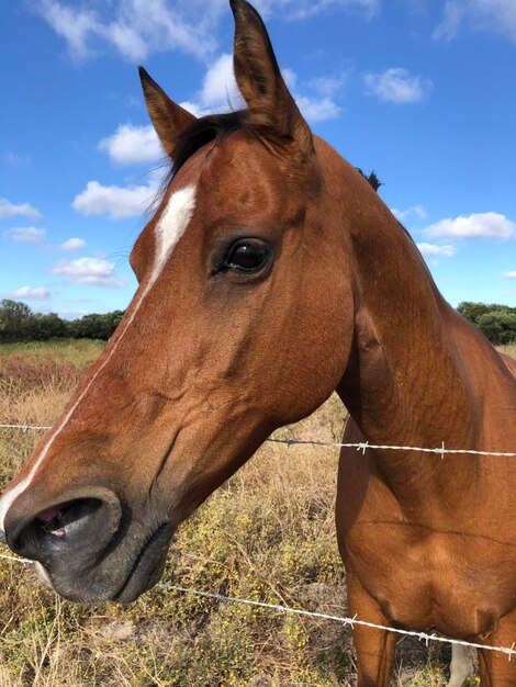 Foto cavalo no campo contra o céu