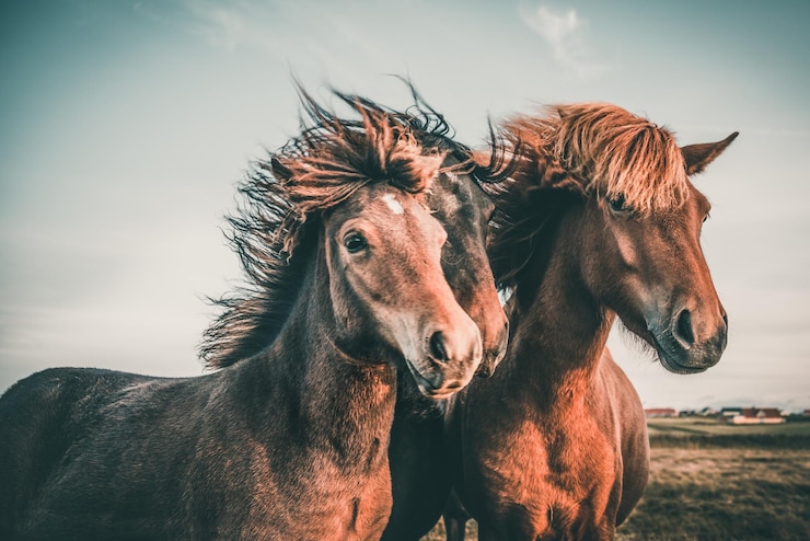 Foto cavalo no campo contra o céu