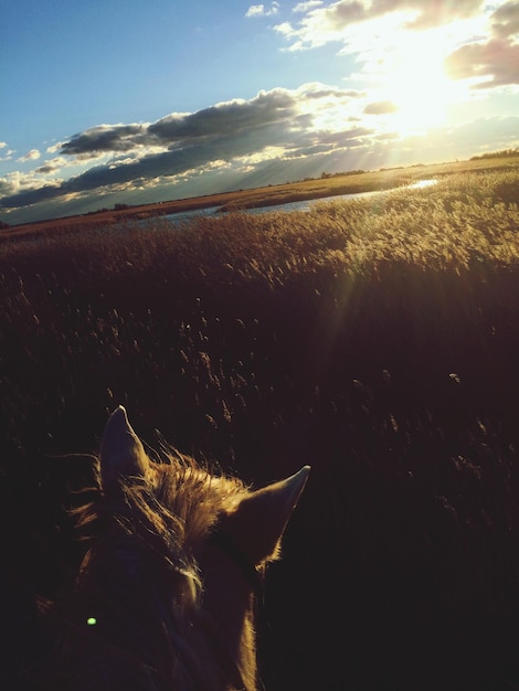 Cavalo no campo de grama durante o pôr-do-sol