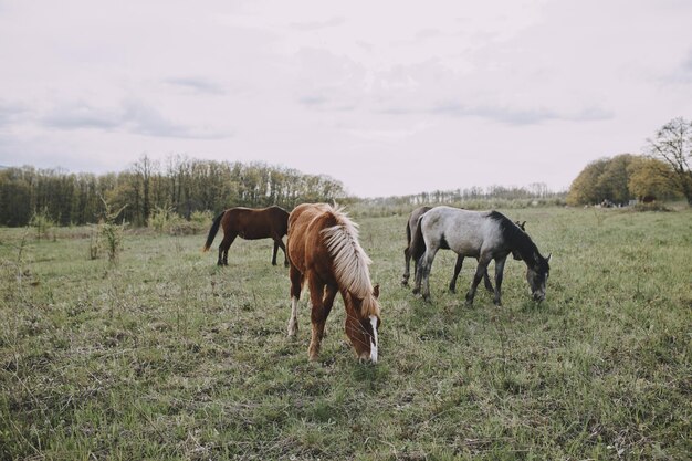 Cavalo no campo mamífero natureza animais mamíferos paisagem