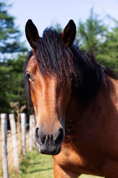 CAVALO NO CAMPO OLHANDO PARA A CÂMERA