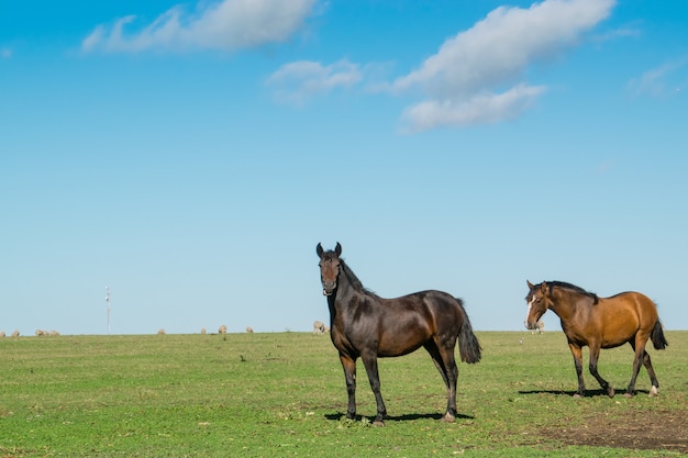 cavalo no campo