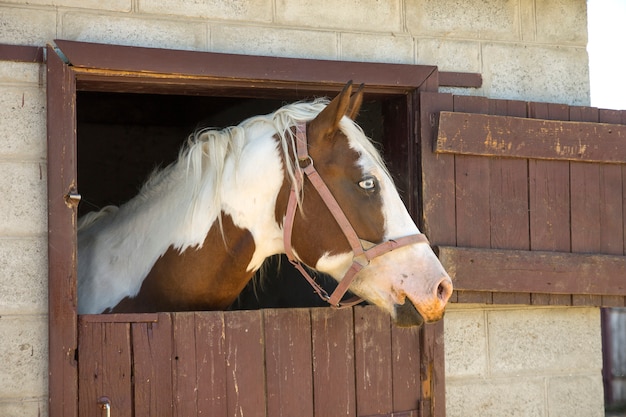 Cavalo De Trabalho Na Frente Do Celeiro Foto de Stock - Imagem de animal,  zoologia: 100606524