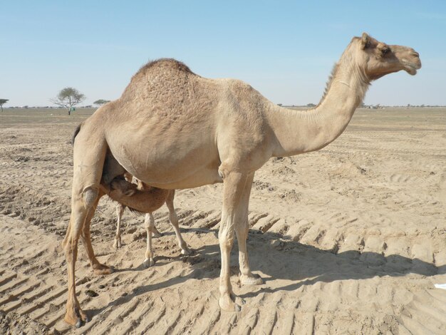 Foto cavalo no deserto contra o céu