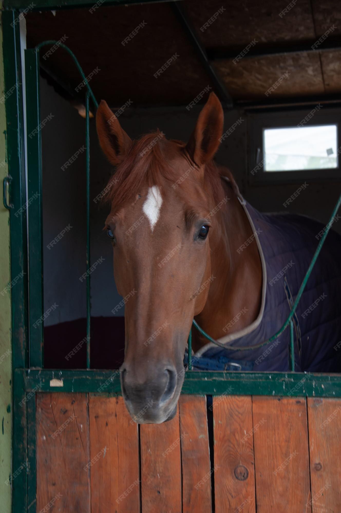 Cabeça De Cavalo Em Frente a Uma Colina Foto de Stock - Imagem de pastar,  monte: 202352444