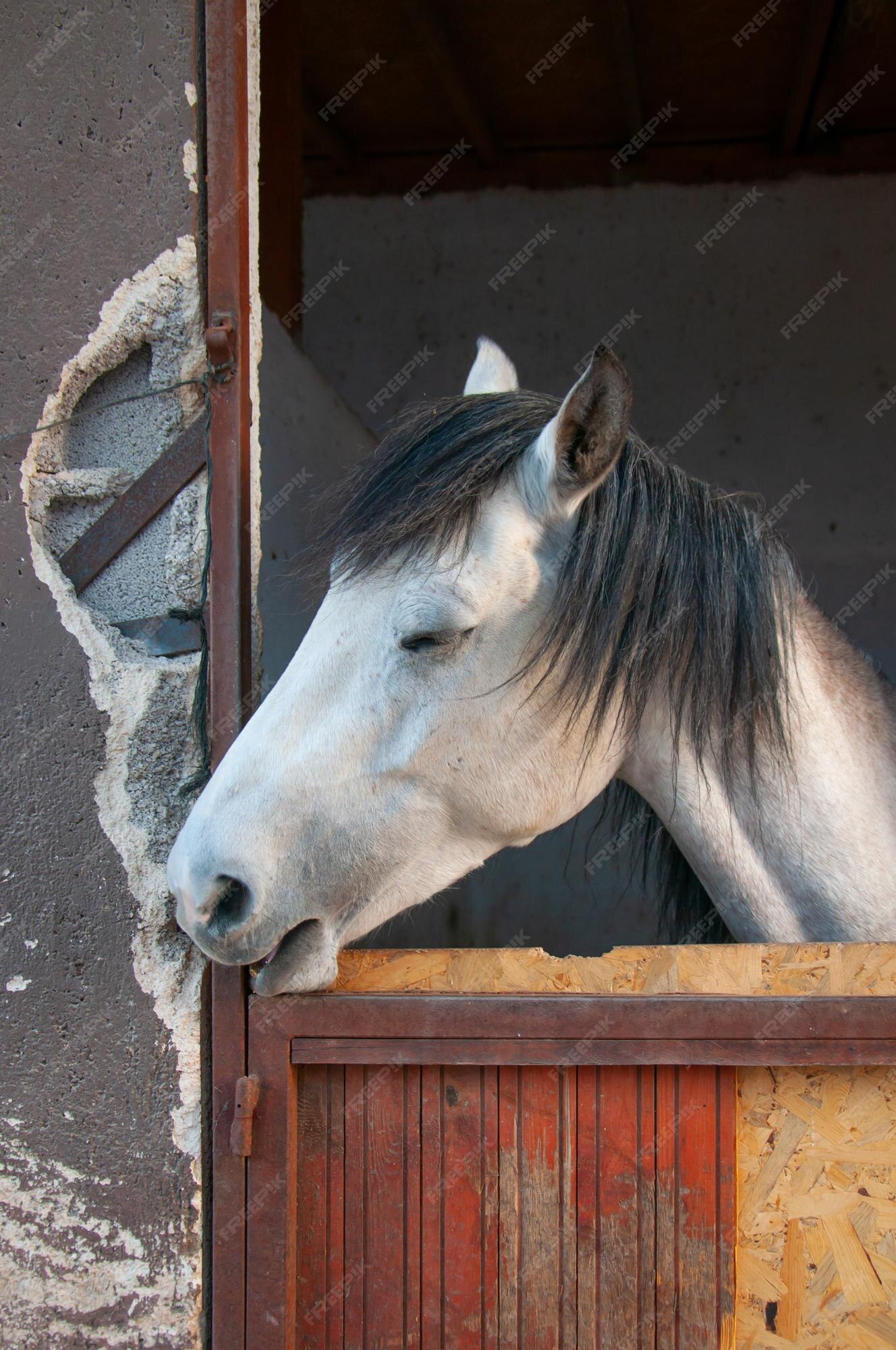 Cabeça De Cavalo Em Frente a Uma Colina Foto de Stock - Imagem de pastar,  monte: 202352444