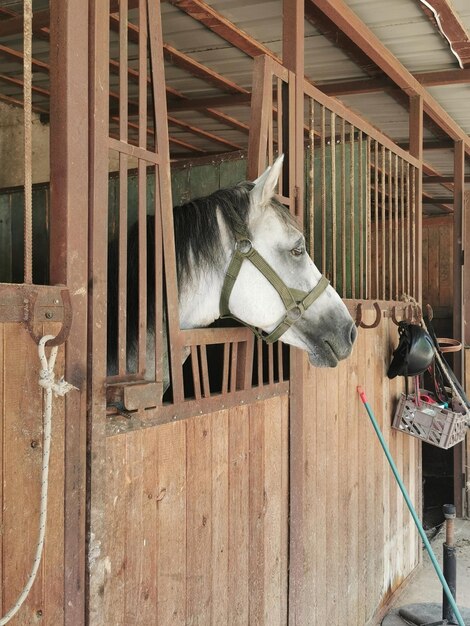 Foto cavalo no estábulo